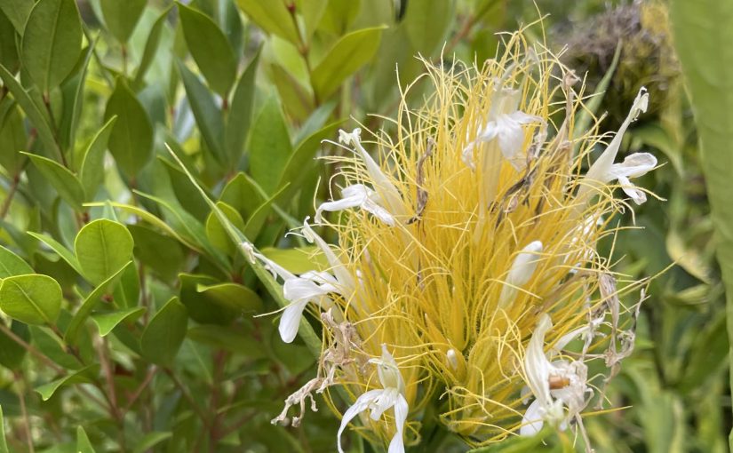 Because Words Are Not Coming